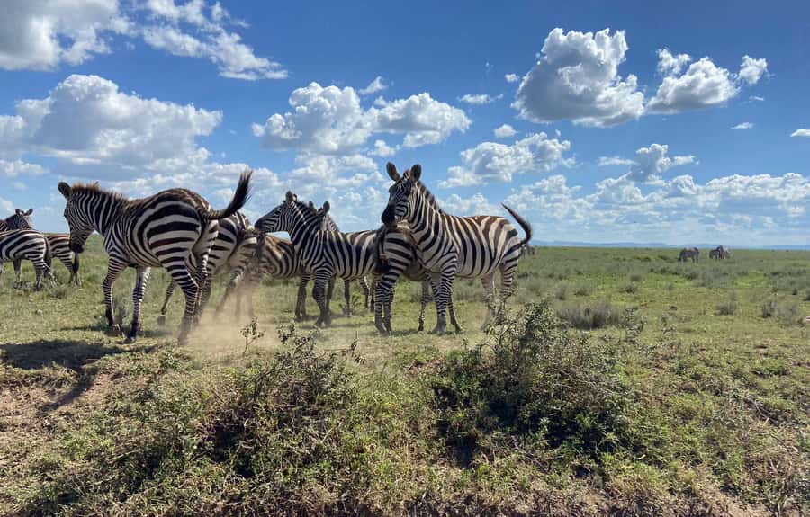 Day trip to tarangire national park - Why Tarangire works for a one-day safari