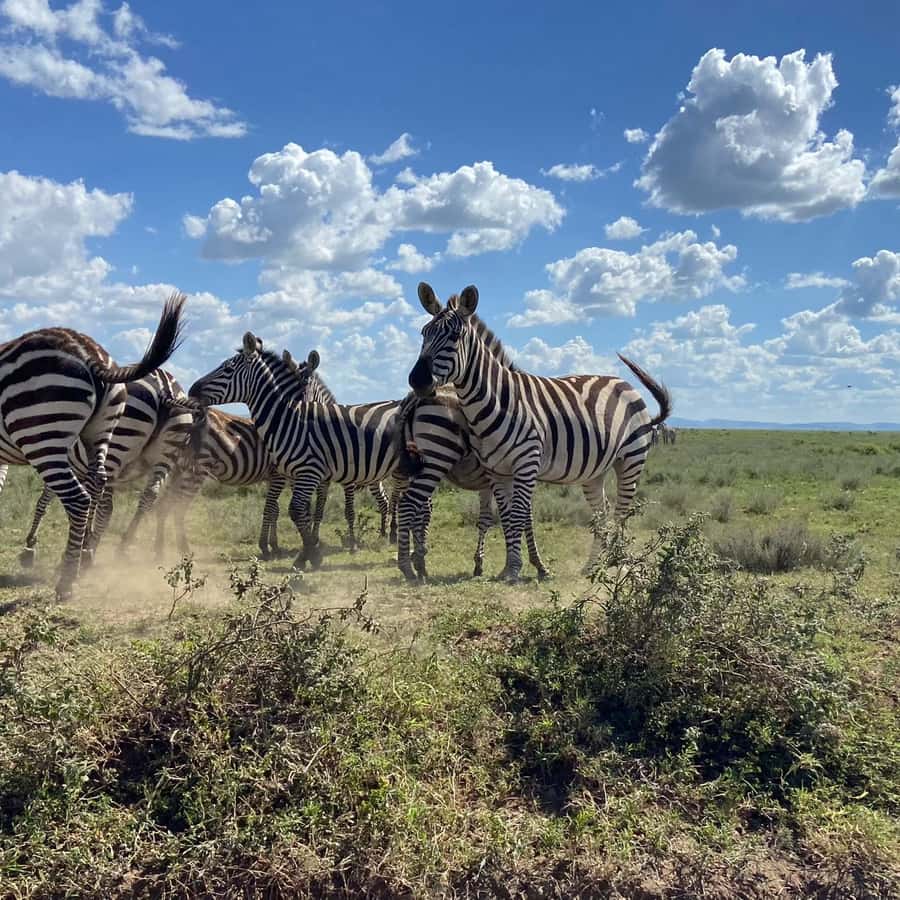 Day trip to tarangire national park - The drive from Arusha to Tarangire
