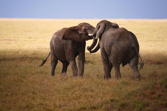 Discover Our Best 2-Day Tanzania Budget Group Lodge Safari Tour - What $520 really covers