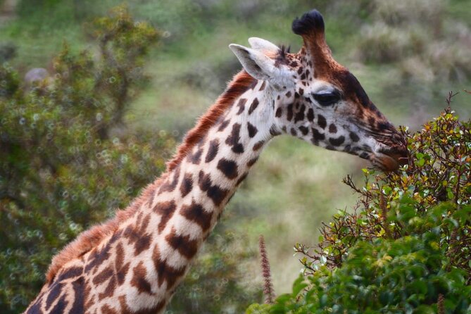 Discover Our Best 2-Day Tanzania Budget Group Lodge Safari Tour - Lodge comfort, food, and the budget trade-off