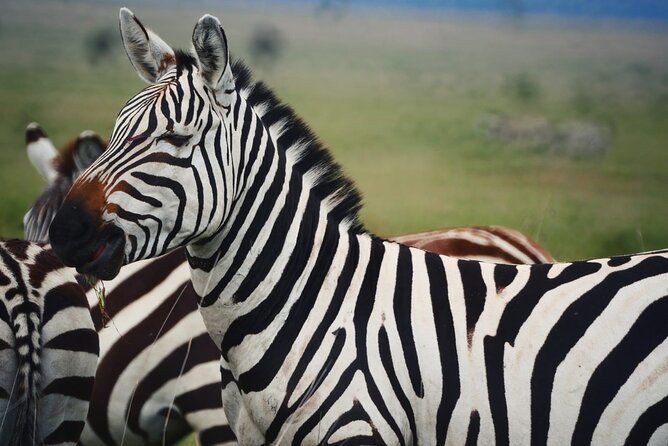 Discover Our Best 2-Day Tanzania Budget Group Lodge Safari Tour - Photography and wildlife expectations