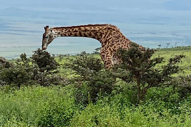 Discover Our Best 2-Day Tanzania Budget Group Lodge Safari Tour - Day 1: Tarangire’s elephants and baobabs
