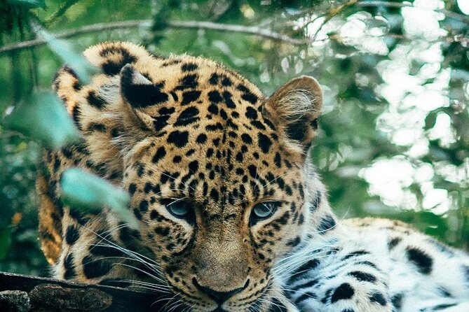 Discover Our Best Guide for 1-Day Serengeti Safari from Mwanza - Key points before you book