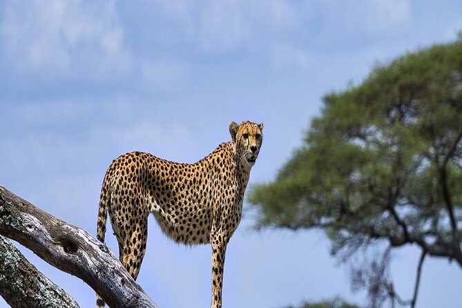 Discover Our Best Guide for 1-Day Serengeti Safari from Mwanza - Reaching the Serengeti through Ndabaka Gate