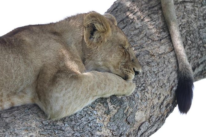 Discover Tanzania through the 3 wild classics - Tarangire, the elephant country opening