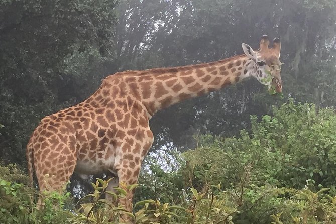 Discover the group joining for 5-day Tanzania safari in 2025 - Four famous Tanzania stops for $1,690