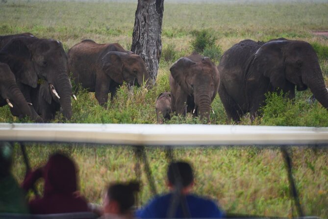 Discover the group joining for 5-day Tanzania safari in 2025 - Day 3: Morning wildlife and Ngorongoro high country