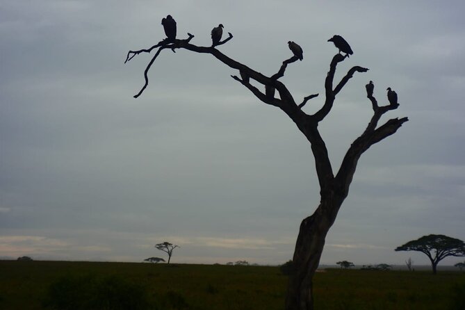 Discover the group joining for 5-day Tanzania safari in 2025 - Day 5: Lake Manyara before Arusha