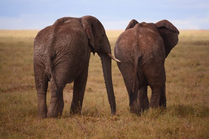 Discover the group joining for 5-day Tanzania safari in 2025 - What the camping arrangement really means