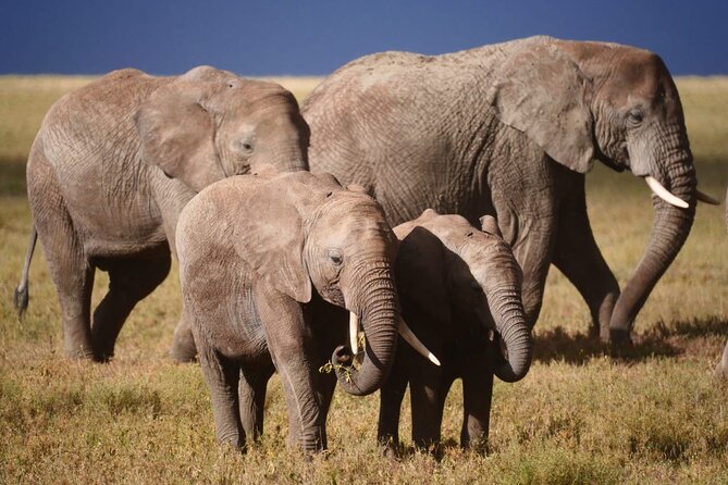 Discover the group joining for 5-day Tanzania safari in 2025 - The guide can make or break the safari