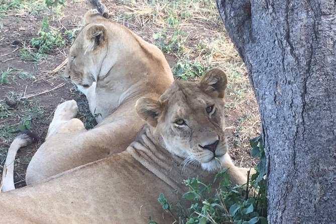 Discover the group joining for 5-day Tanzania safari in 2025 - Day 1: Tarangire and a night near Mto wa Mbu