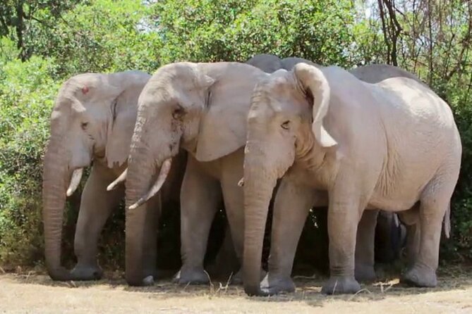 Discover The World's Top Best 4-day Tanzania Group Camping safari - Day 3: dawn wildlife and the road to Ngorongoro