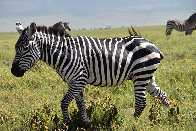Discover The World's Top Best 4-day Tanzania Group Camping safari - What the Land Cruiser and guide service mean