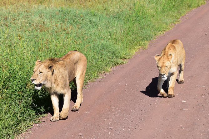 Discover The World's Top Best 4-day Tanzania Group Camping safari - Camping, food, and daily comfort