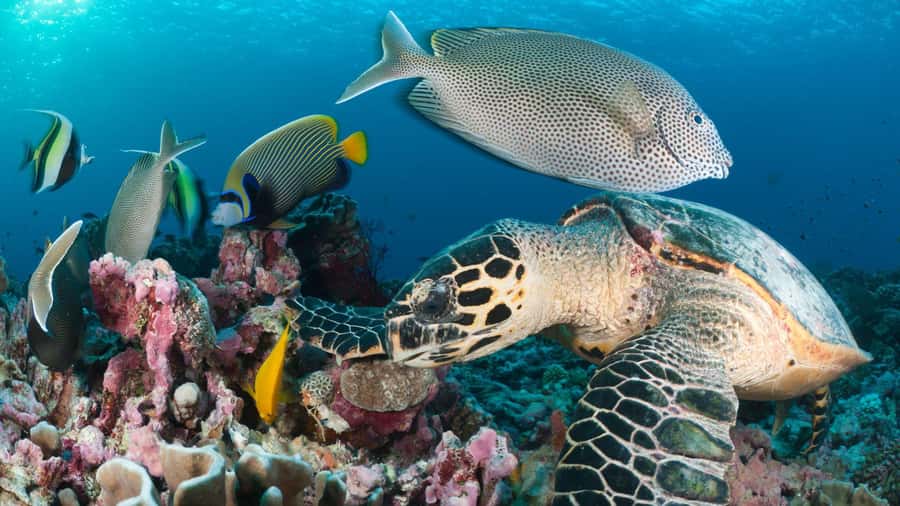 Discover Tumbatu Island: Private Snorkeling Adventure - Key points to know before booking