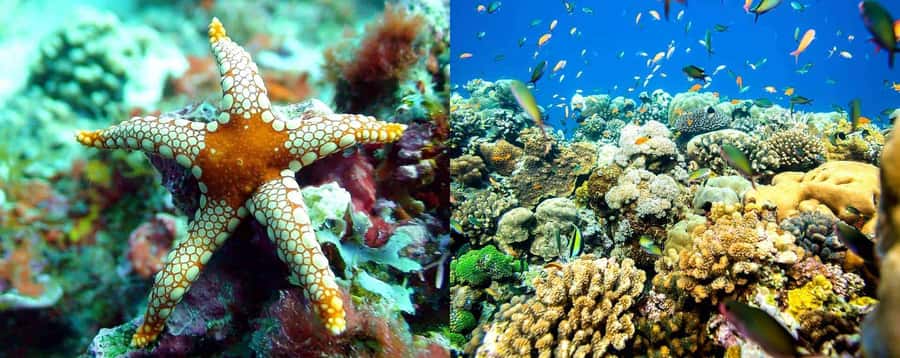 Discover Tumbatu Island: Private Snorkeling Adventure - What happens once you reach the reef