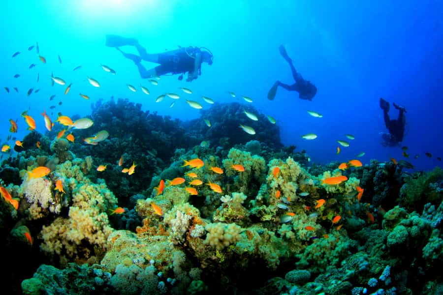 Discover Tumbatu Island: Private Snorkeling Adventure - What to bring and what to ask