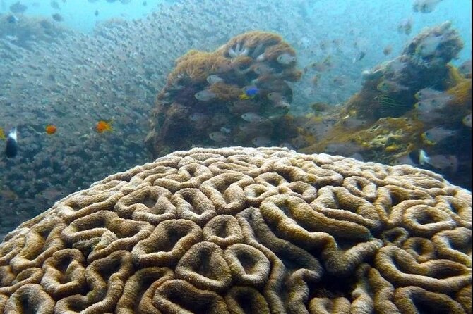 Dolphin and Tumbatu Island Snorkeling Tour with Pickup - Nungwi at 8:00 am: an early start with a purpose
