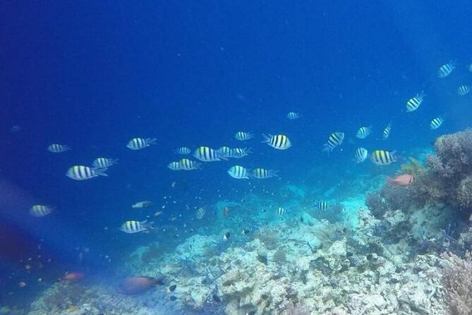 Dolphin and Tumbatu Island Snorkeling Tour with Pickup - Tumbatu Island and its well-preserved coral