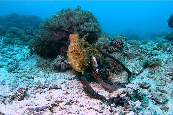 Dolphin and Tumbatu Island Snorkeling Tour with Pickup - What the $90 price covers