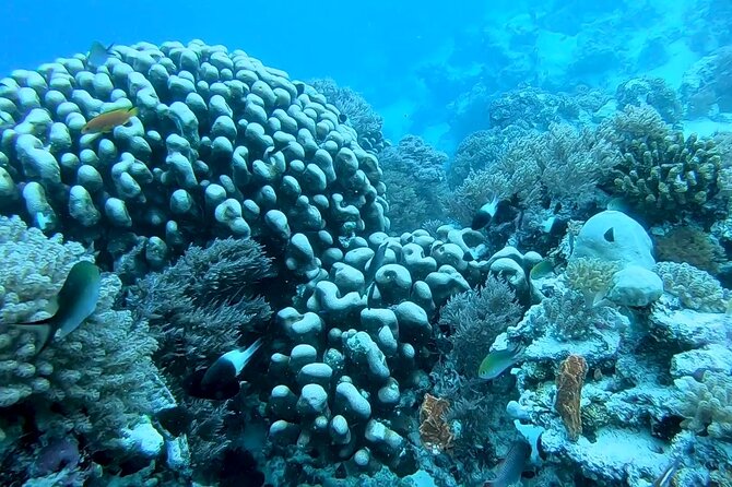 Dolphin and Tumbatu Island Snorkeling Tour with Pickup - Comfort, fitness, and sea conditions