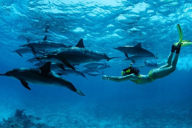 Dolphin and Tumbatu Island Snorkeling Tour with Pickup - What to bring and what to confirm