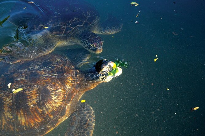 Dolphin and Turtle Tour with Sunset Cruise at Nungwi Beach - A three-hour dhow sail from Nungwi Beach