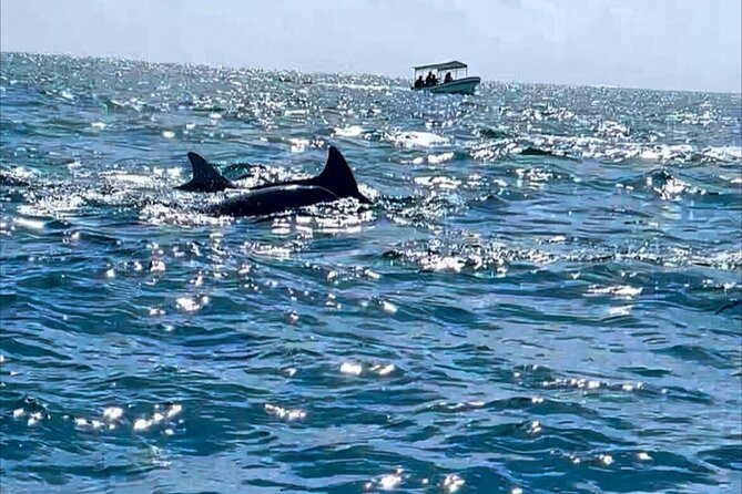 Dolphin Tour Jozan Forest, Kuza Cave, Paje Becach &The Restaurent - A short stop at Paje Beach