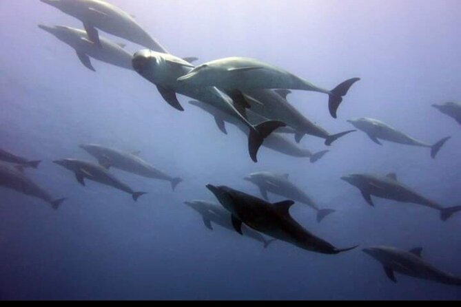 Dolphin Tour Jozan Forest, Kuza Cave, Paje Becach &The Restaurent - Ending near The Rock Restaurant in Michamvi
