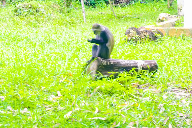 Dolphin Tour Jozan Forest, Kuza Cave, Paje Becach &The Restaurent - What the $110 price really covers