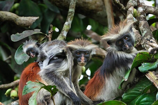 Dolphin tour, Jozani Forest, Jambiani Kuza Cave, Paje Beach &The Rock restaurent - A big Zanzibar day with a lot packed in