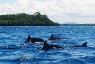 Dolphin tour, Jozani Forest, Jambiani Kuza Cave, Paje Beach &The Rock restaurent