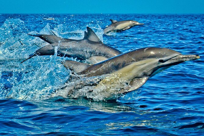 Dolphin Tour, Jozani Forest Tour, Kuza Cave Tour, Paje Beach,The Rock Restaurant - What the guides add to the experience