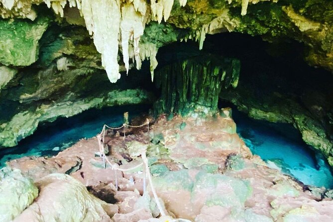 Dolphin Tour; Kuza Cave Tour; Paje Beach; The Rock Restaurant; Jozani Forest - Jozani Forest and the red colobus monkey