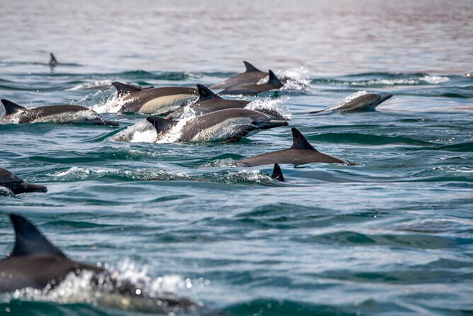 Dolphin Watching Tour & Josani Forest Sea Trip - Zanzibar - A Forest-to-Sea Day From Zanzibar