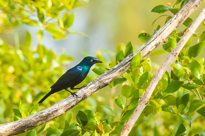 Dolphin Watching Tour & Josani Forest Sea Trip - Zanzibar - Walking Through Jozani Forest