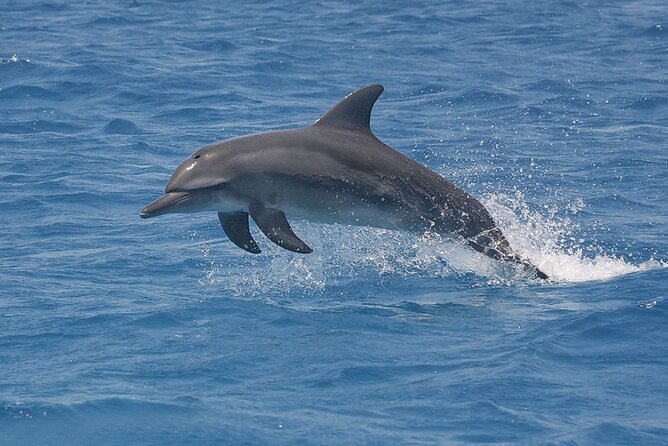 Dolphin Watching Tour & Josani Forest Sea Trip - Zanzibar - The Guide Can Shape the Whole Day