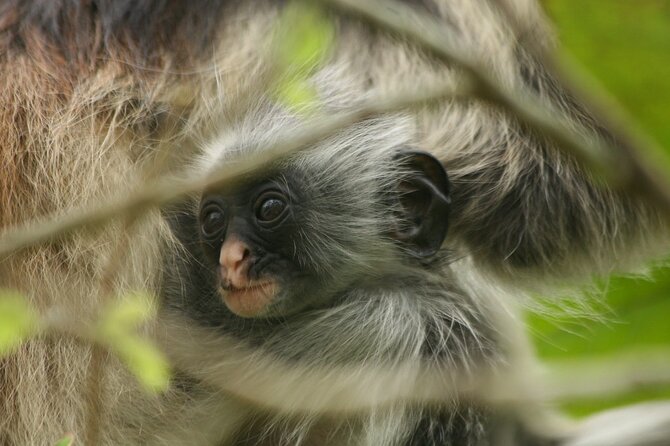 Dolphin Watching Tour & Josani Forest Sea Trip - Zanzibar - Who Will Get the Most From the $75 Price