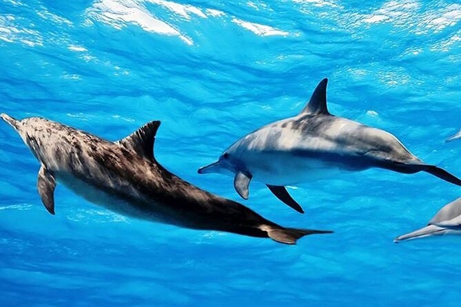 Dolphin Watching Tour & Josani Forest Sea Trip - Zanzibar - What to Bring and How to Prepare