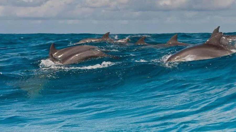 Dolphins & Snorkeling Zanzibar: Mnemba Island Tour - Why Mnemba’s surrounding water is the real destination