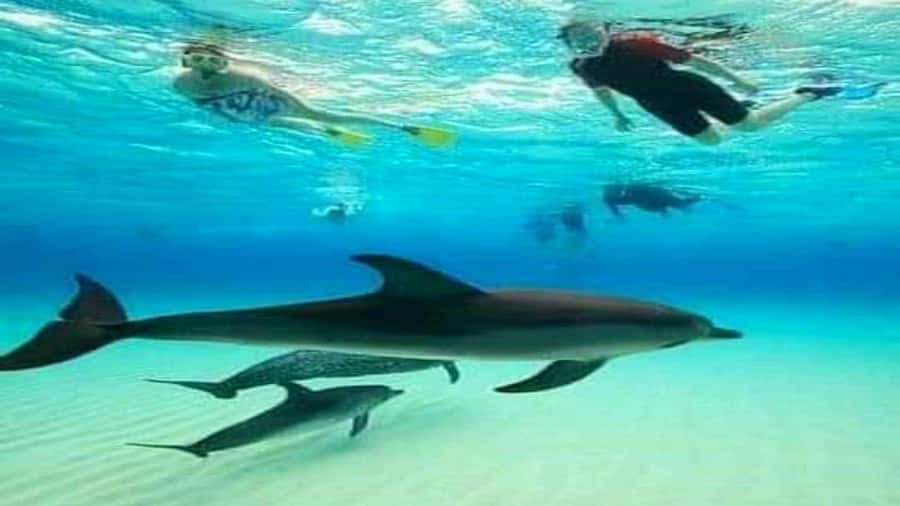 Dolphins & Snorkeling Zanzibar: Mnemba Island Tour - The hotel pickup can shape your whole morning