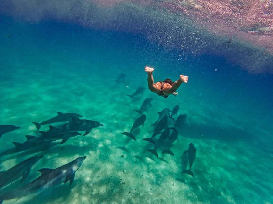 Dolphins tour and turtles swimming in kizimkazi - Key points to know before you book