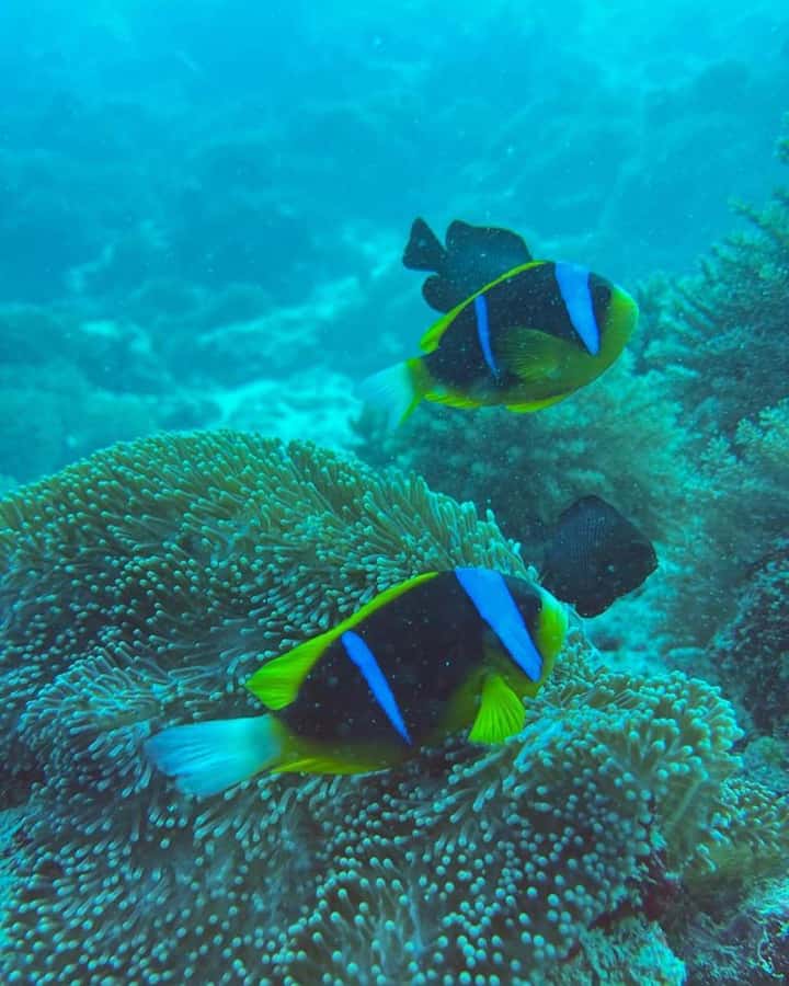 Dolphins tour + mnemba island snorkeling + salaam turles - The Mnemba sand and photo stop