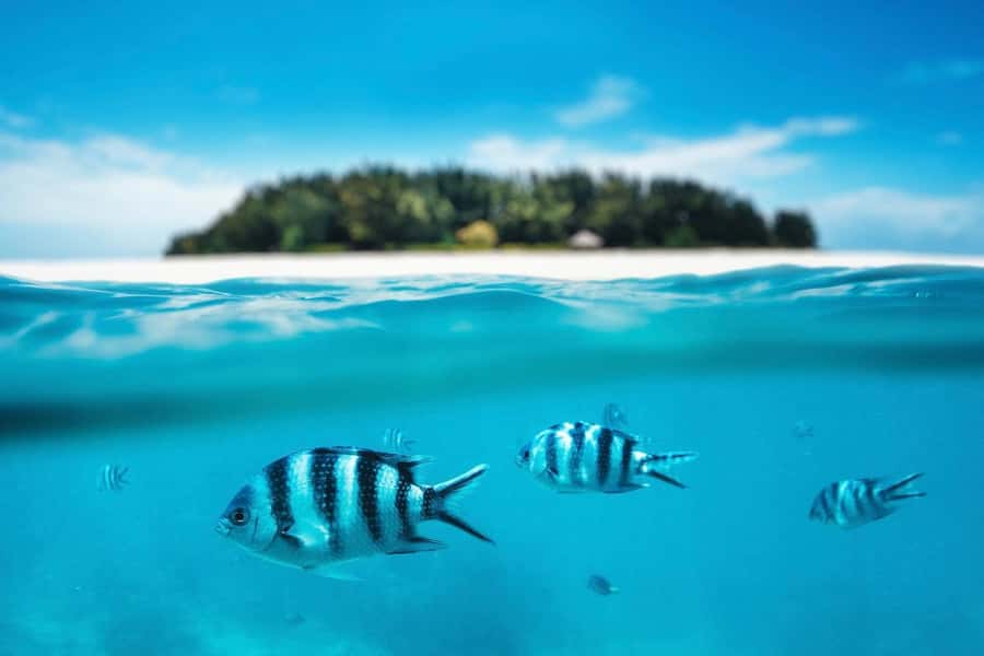 Dolphins tour + mnemba island snorkeling + salaam turles - Salaam Cave Aquarium and its sea turtles