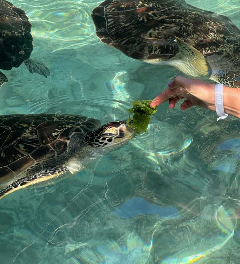Dolphins tour + mnemba island snorkeling + salaam turles - What the $150 price really buys