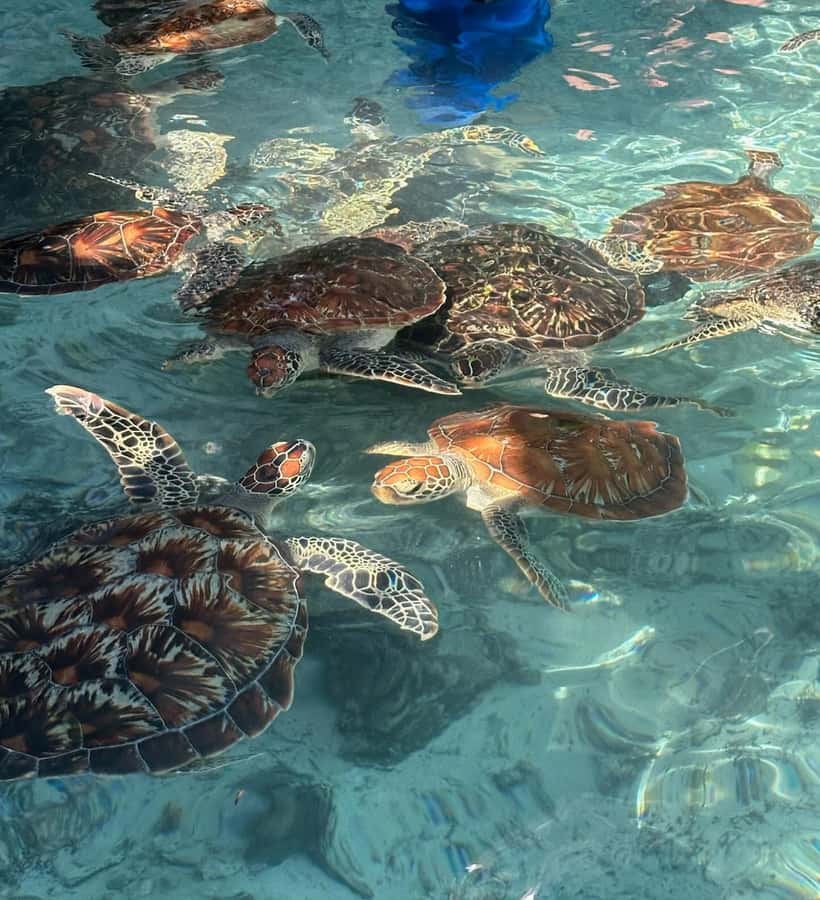 Dolphins tour + mnemba island snorkeling + salaam turles - Who will enjoy this six-hour outing