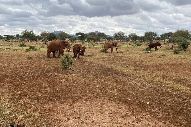 Elephant Safari Tanzania 4 Days **Sustainable Approach to Travel - Two great parks in four days