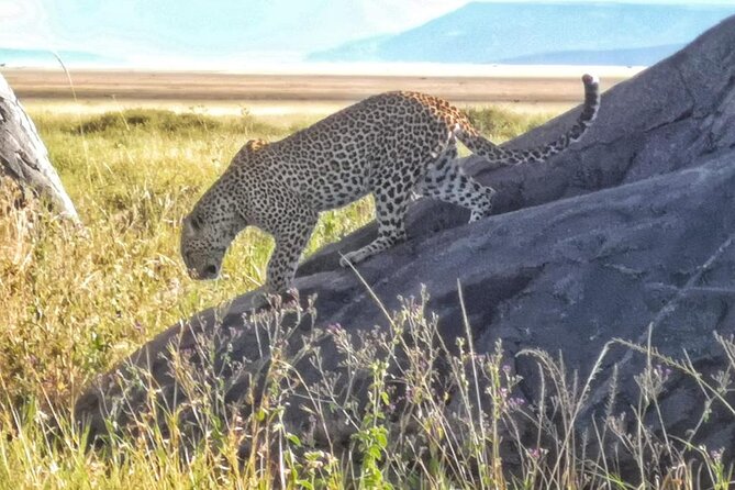 Elephant Safari Tanzania 4 Days **Sustainable Approach to Travel - Day three: The safari’s main wildlife day