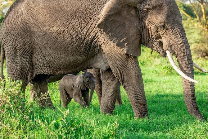 Elephant Safari Tanzania 4 Days **Sustainable Approach to Travel - Meals, camps, and what to clarify