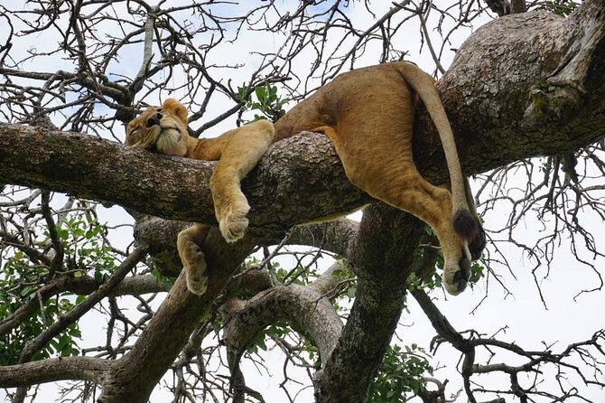 Elephant Safari Tanzania 4 Days **Sustainable Approach to Travel - Who will get the most from this safari